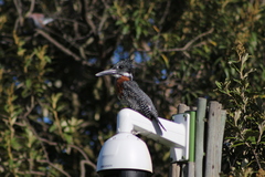 Megaceryle maxima maxima