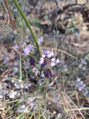 Fleischmannia pycnocephala