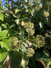 Hedera canariensis