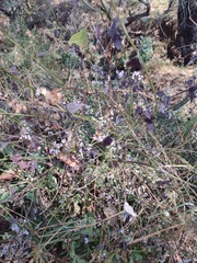 Fleischmannia pycnocephala