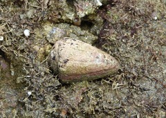 Conus brunneus
