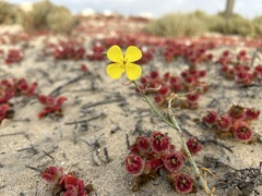 Eulobus crassifolius