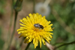 Diadasia chilensis