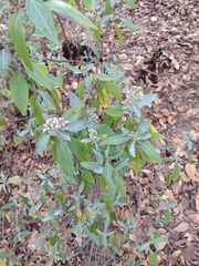 Ageratina glabrata