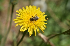 Diadasia chilensis