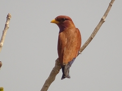 Eurystomus glaucurus