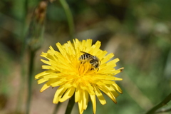 Diadasia chilensis