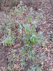 Ageratina glabrata