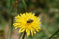Diadasia chilensis