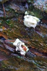 Phlebiopsis gigantea