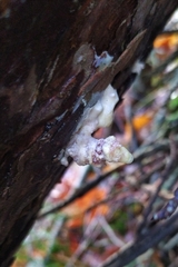 Phlebiopsis gigantea