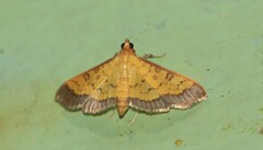 Syllepte fabiusalis