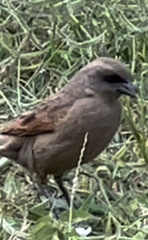 Agelaioides fringillarius