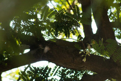 Cynanthus latirostris