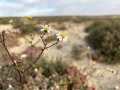 Perityle crassifolia