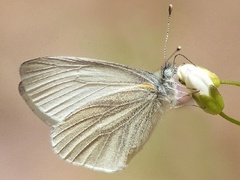 Pieris virginiensis