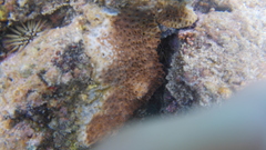 Palythoa tuberculosa