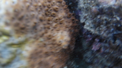 Palythoa tuberculosa