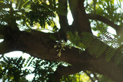 Cynanthus latirostris