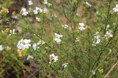 Westringia rigida