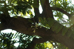 Cynanthus latirostris