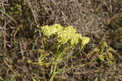 Heptaptera colladonioides