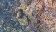 Palythoa tuberculosa