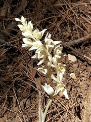 Cephalanthera austiniae
