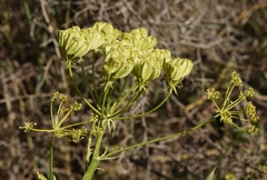 Heptaptera colladonioides
