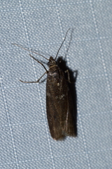 Phycitinae