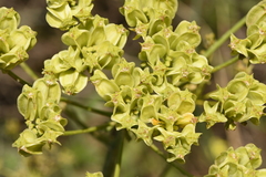 Heptaptera colladonioides
