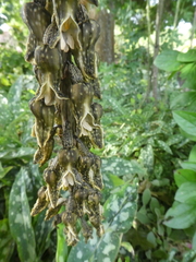 Gastrodia molloyi