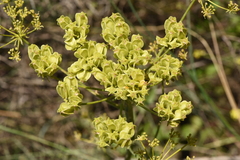 Heptaptera colladonioides