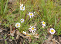 Brachyscome ciliaris