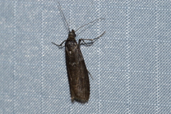 Phycitinae