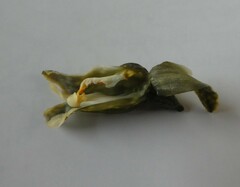 Gastrodia molloyi