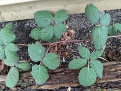 Rubus bifrons