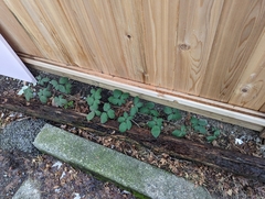 Rubus bifrons