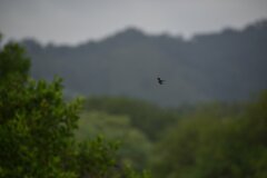 Chaetocercus berlepschi