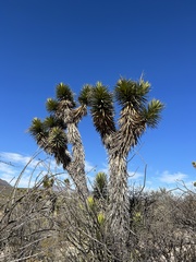 Yucca valida