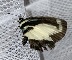 Psychonotis caelius