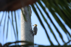 Melanerpes chrysogenys