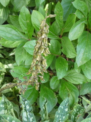 Gastrodia molloyi