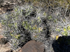 Corynopuntia invicta