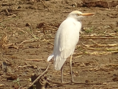 Bubulcus ibis
