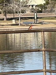 Pyrocephalus rubinus