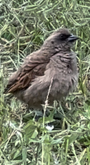 Agelaioides fringillarius