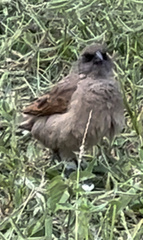 Agelaioides fringillarius
