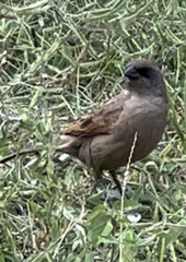 Agelaioides fringillarius