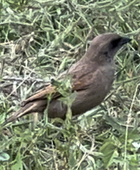 Agelaioides fringillarius